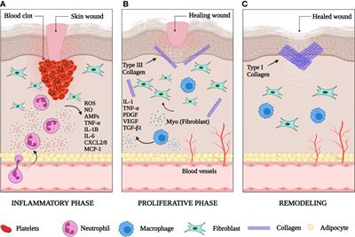 Skin immunity in wound healing and cancer